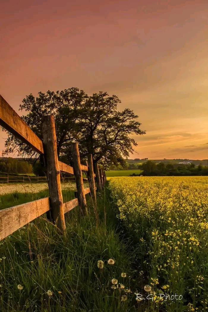 artindetails's tweet photo. golden afternoon. https://t.co/DkPGBQqZyk