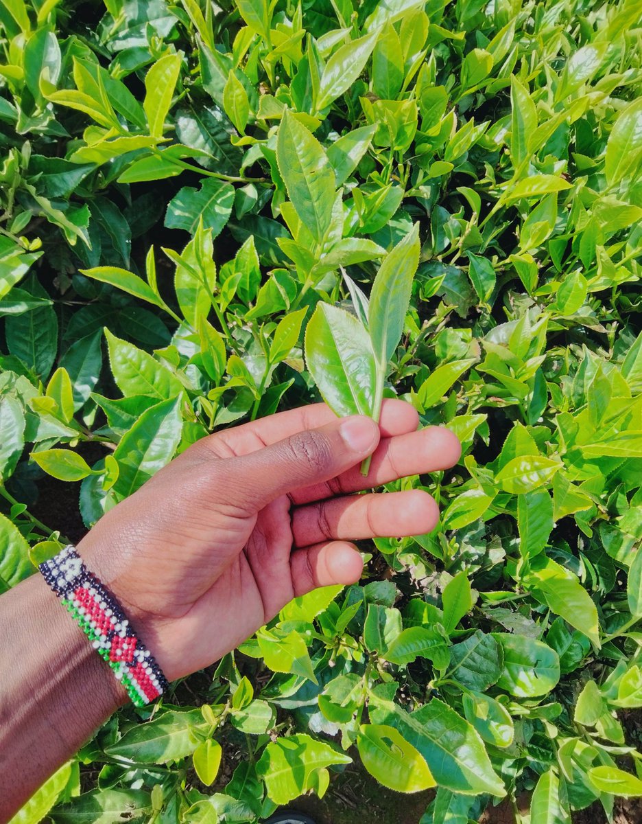 aleki_maina's tweet photo. Cash Crop za Bomet https://t.co/TYLrJWKSgt
