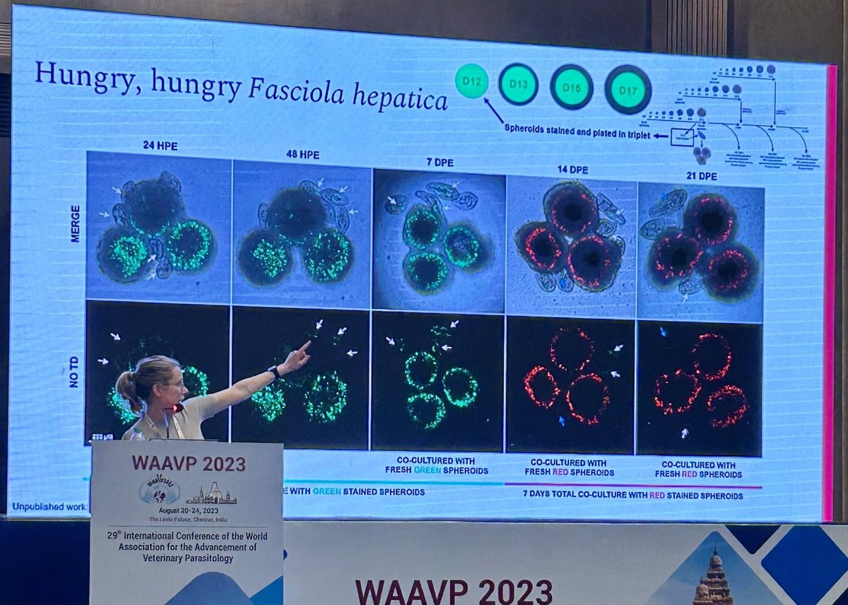 Nichola Calvani tweet media