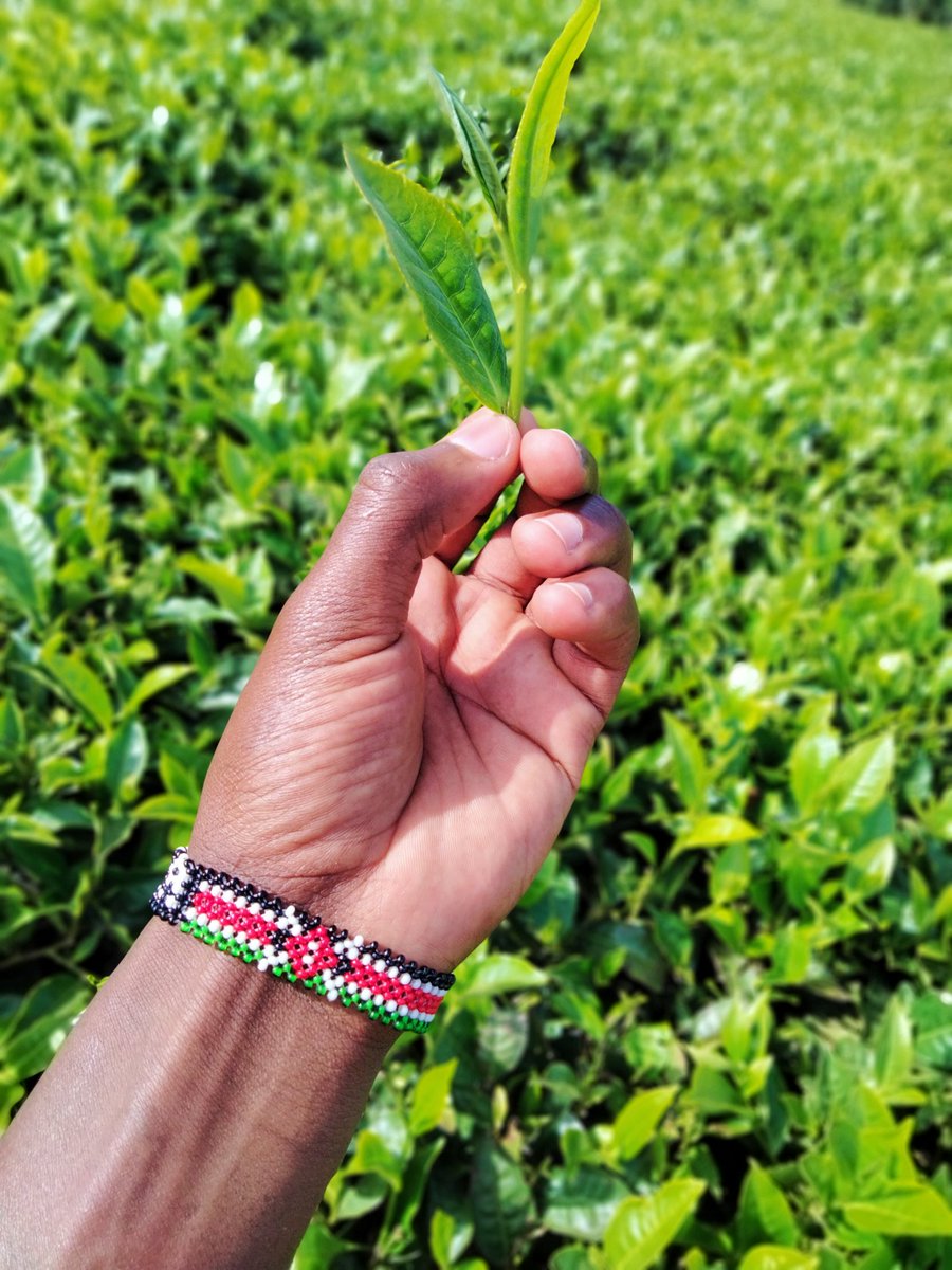 aleki_maina's tweet photo. Cash Crop za Bomet https://t.co/TYLrJWKSgt