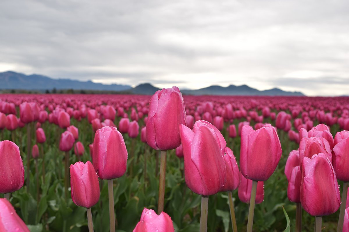 Field Of Pink Tulips by shannynkm tinyurl.com/ycydakzz