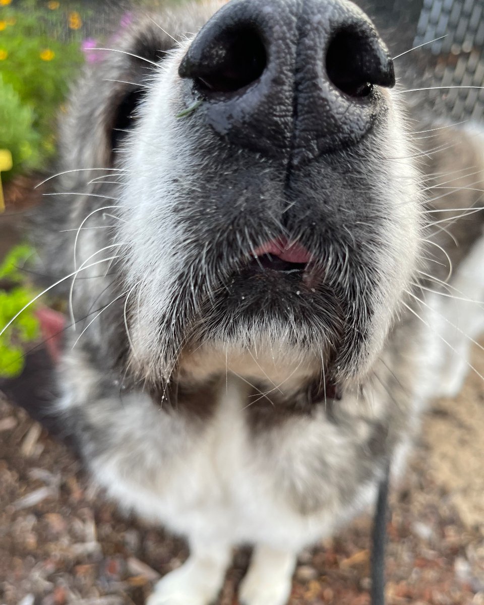 ASPCA's tweet photo. This snoot is ready to find a foster! Miss Charon loves to be scratched and cuddled. She's looking for a patient foster home that will help her after her hip surgery in September. Learn more about fostering Charon here: https://t.co/Oduy6PkBzI 🧡 #AnimalFosterAppreciationWeek https://t.co/ckCTNd1ipO