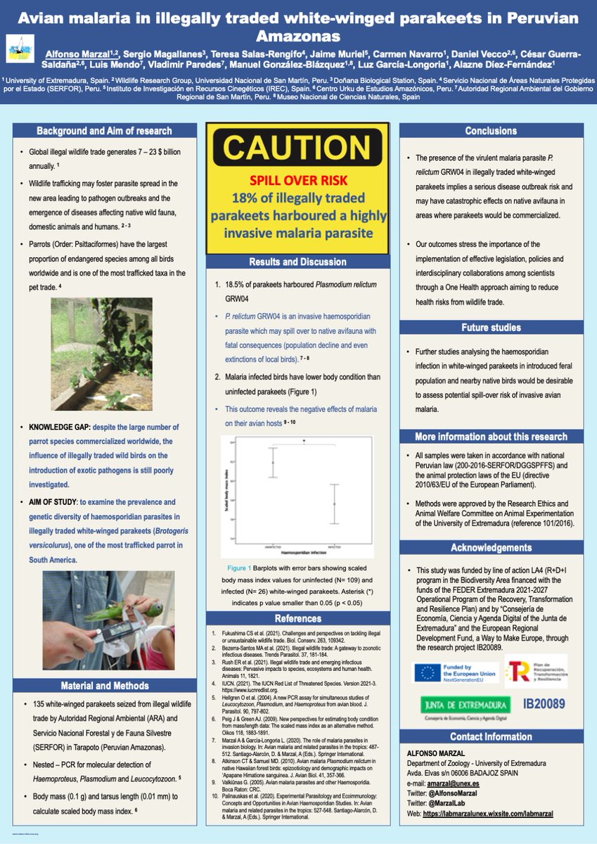 Illegal trade of parakeets in Peruvian Amazonas may lead to avian malaria outbreak. 
If you are interested in #birdmalaria and #wildlifetrafficking, please visit poster 230 at #EOU2023 conference in Lumd