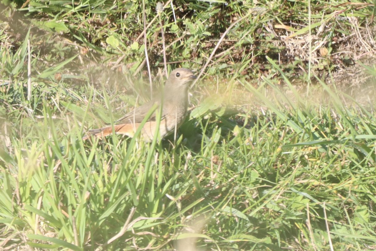 A fun and hot morning looking for Autumn migrants in North Essex. Started with Redstart, Wheatear, and 2 Wood Sandpiper at @BirdingHaven, followed by great views of this Spotted Flycatcher among the many warblers and hirundines at The Naze @EssexWildlife! @EssexBirdNews #birding