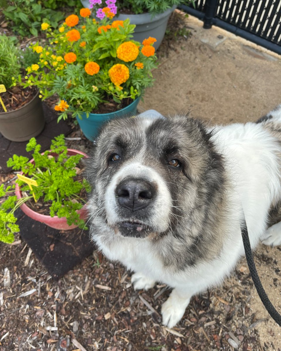 ASPCA's tweet photo. This snoot is ready to find a foster! Miss Charon loves to be scratched and cuddled. She's looking for a patient foster home that will help her after her hip surgery in September. Learn more about fostering Charon here: https://t.co/Oduy6PkBzI 🧡 #AnimalFosterAppreciationWeek https://t.co/ckCTNd1ipO