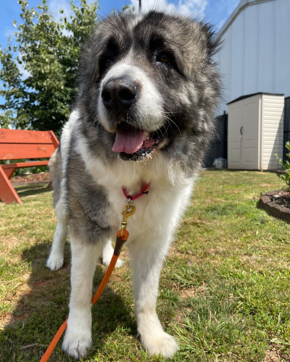 ASPCA's tweet photo. This snoot is ready to find a foster! Miss Charon loves to be scratched and cuddled. She's looking for a patient foster home that will help her after her hip surgery in September. Learn more about fostering Charon here: https://t.co/Oduy6PkBzI 🧡 #AnimalFosterAppreciationWeek https://t.co/ckCTNd1ipO