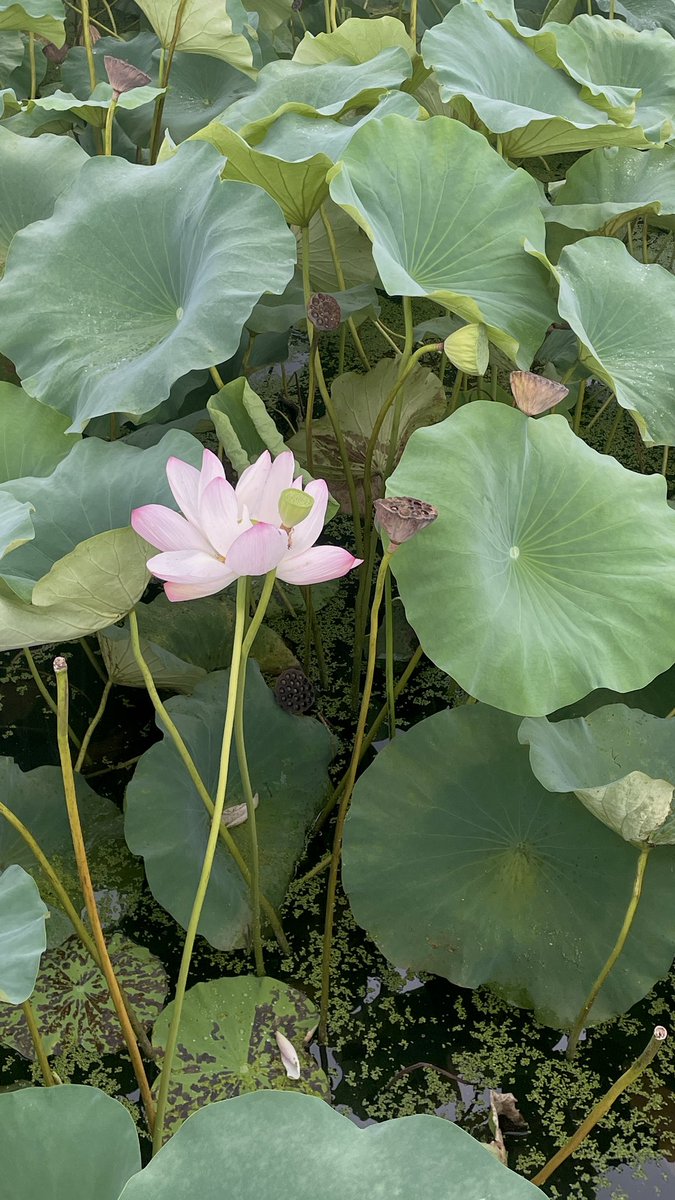 전주 덕진공원 아름답다… 🪷