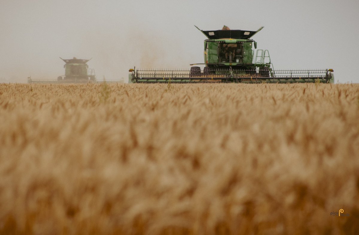 The X9s are hungry!

Yields are exceeding our expections on a very limited amount of rain! New equipment is fast and slick making for a nice harvest! #wheatharvest2023