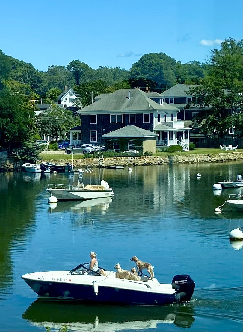 adelcarmenf's tweet photo. I canโt believe our time at #WoodsHole is over. Itโs been an amazing inaugural year for the @biologyofaging course @MBLScience ! Many new friends & new insights in tools to study aging. Pics of the people that made it happen over its two sessions. Also #labviews + #lifegoals ๐ถ https://t.co/TuYQNfxxSR