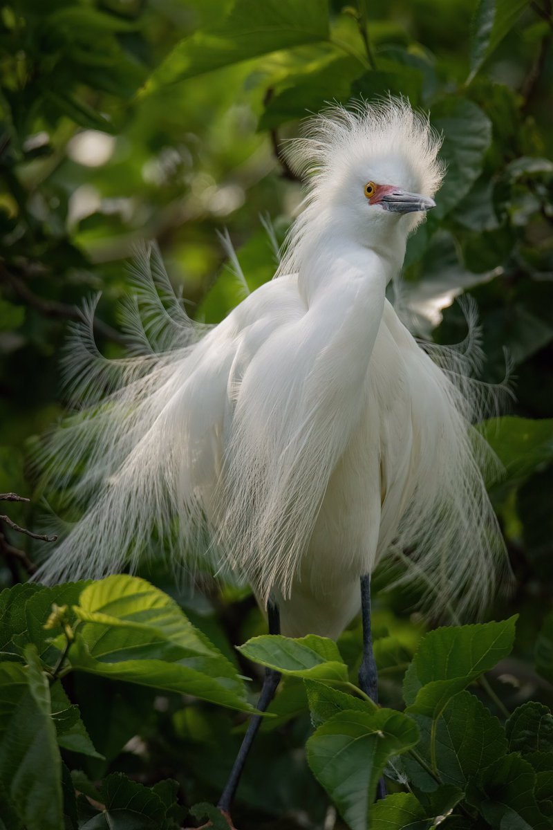 birdcrazed6's tweet photo. GOOD MORNING AND HAPPY #WaderWednesday to the #TwitterNatureCommunity !!

Here is a Snowy Egret look rather fancy with all his breeding plumage!

#BirdsOfTwitter #BirdTwitter #birdphotography #Birds https://t.co/77pBXk7Fuz