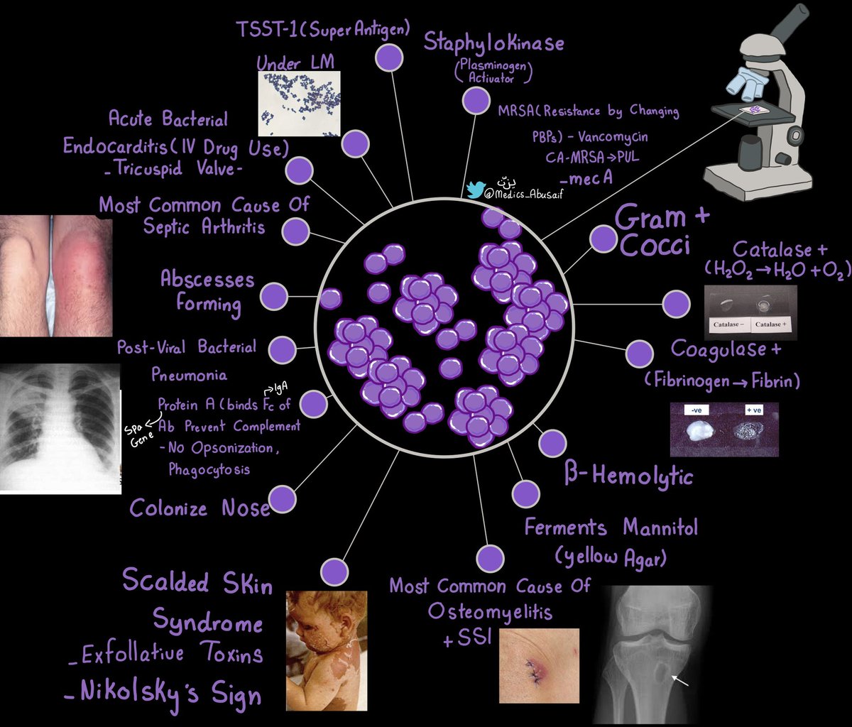medics_AbuSaif's tweet photo. الي راح يبدوا مايكرو Microbiology خلوا هذه الاربع ملخصات عندكم راح تتكرر عليكم كثيييير https://t.co/ytV751qRKs