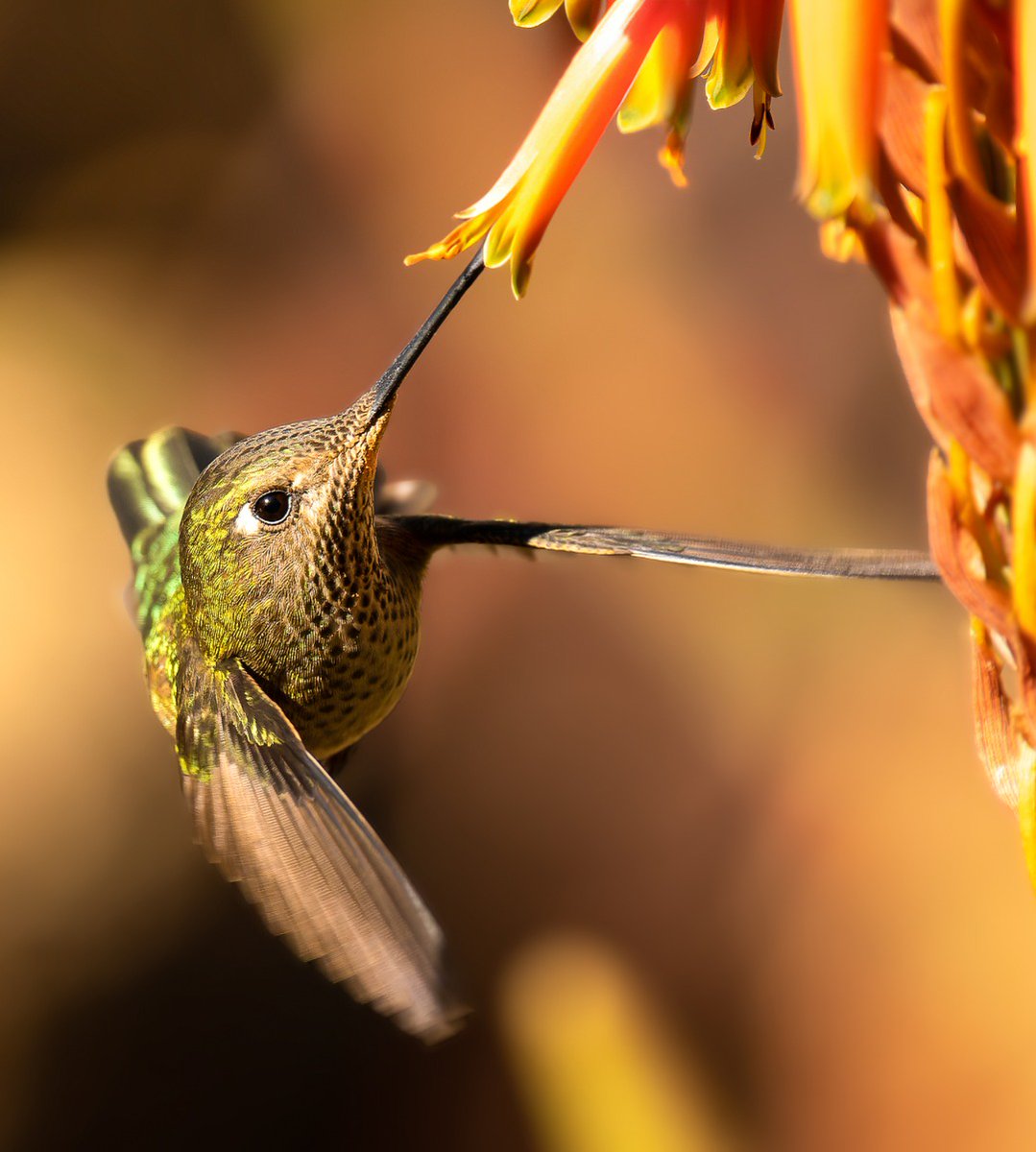JotaLillo's tweet photo. Picaflor Chico 

Picaflor chico disfrutando de una de sus flores favoritas.

#nature #birds #naturephoto #aves #birds_captures #birdsphotography #chiletravel #avesdechile #chile_natural #avifauna #faunachilena #aveschilenas #aveschile #rayadosporlafotos #avifaunachil... https://t.co/SrrB5T3lBM
