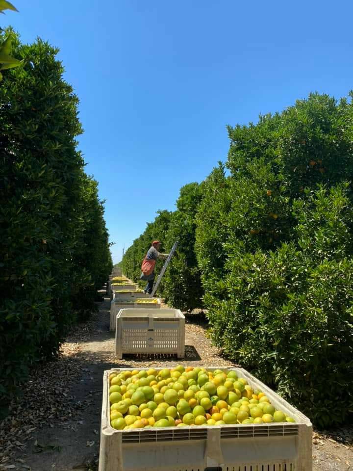 Luz shared this photo from where she was harvesting citrus in Bakersfield CA. The high this day was 105°. 

Luz compartió esta foto de donde estaba cosechando cítricos en Bakersfield CA.  La máxima de este día fue de 105°.  

#CALOR #WeFeedYou