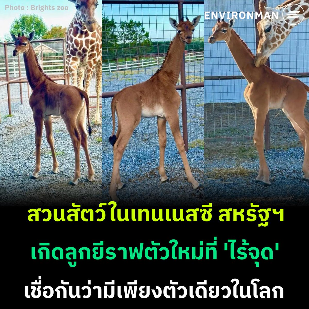 TarotYouuuu's tweet photo. แม่ยีราฟที่สวนสัตว์ในอเมริกาได้ให้กำเนิด ลูกยีราฟไร้จุด เจ้าหน้าที่คาดว่าน่าจะมีตัวเดียวในโลก น้องเหมือนกวางคอยาวเลย ขอให้น้องมีความสุขใจแข็งแรง เติบโตอย่างดีเลยนะครับบ https://t.co/D81gq3xOpA