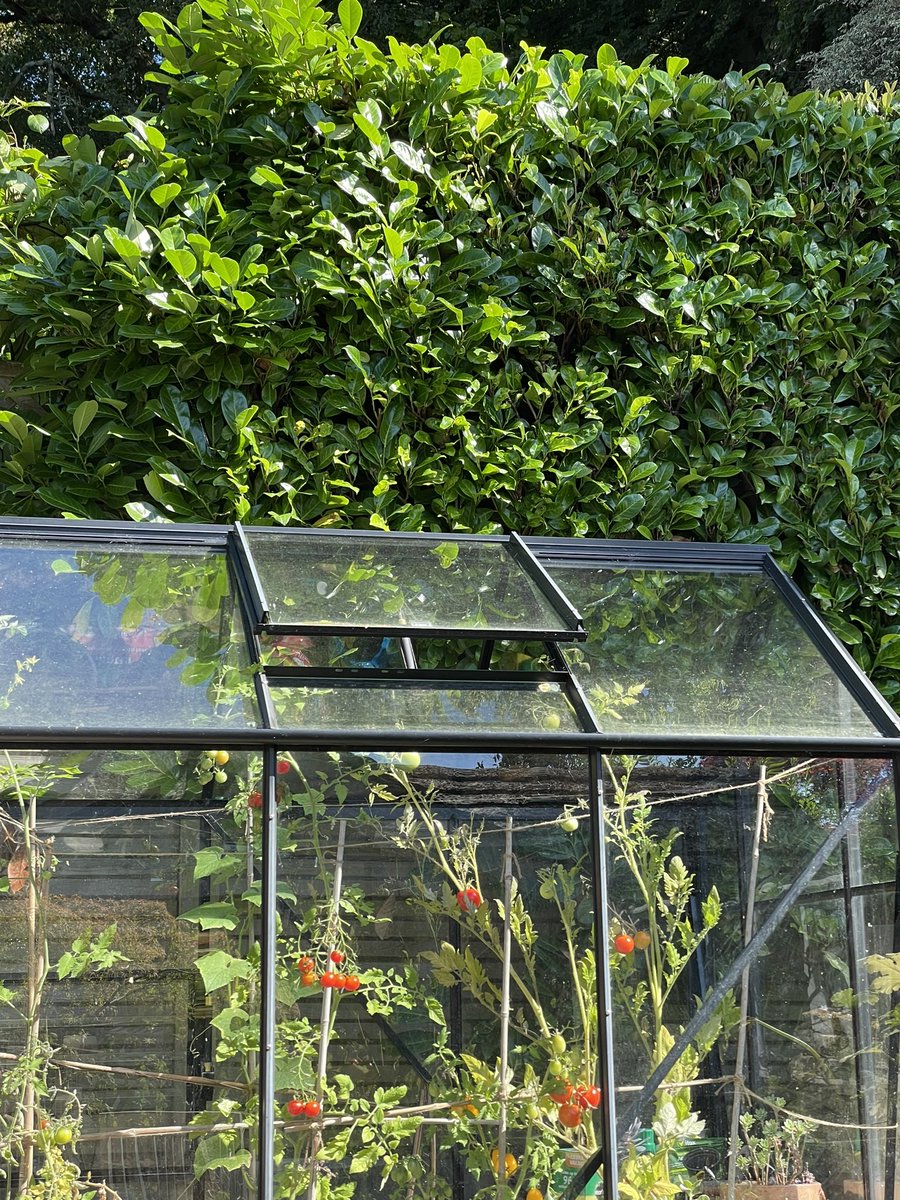 The sun is on my tomatoes.