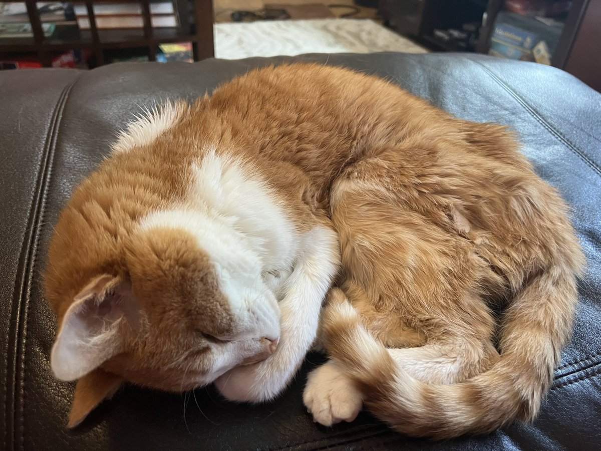 chuggaaconroy's tweet photo. Good morning. After more than 15 years since the channel started, today will be Kirby’s final video. He would have been 20 years old yesterday, but as far as I’m concerned, he made it to that age. Miss you, buddy! https://t.co/ugYgsYNxM5