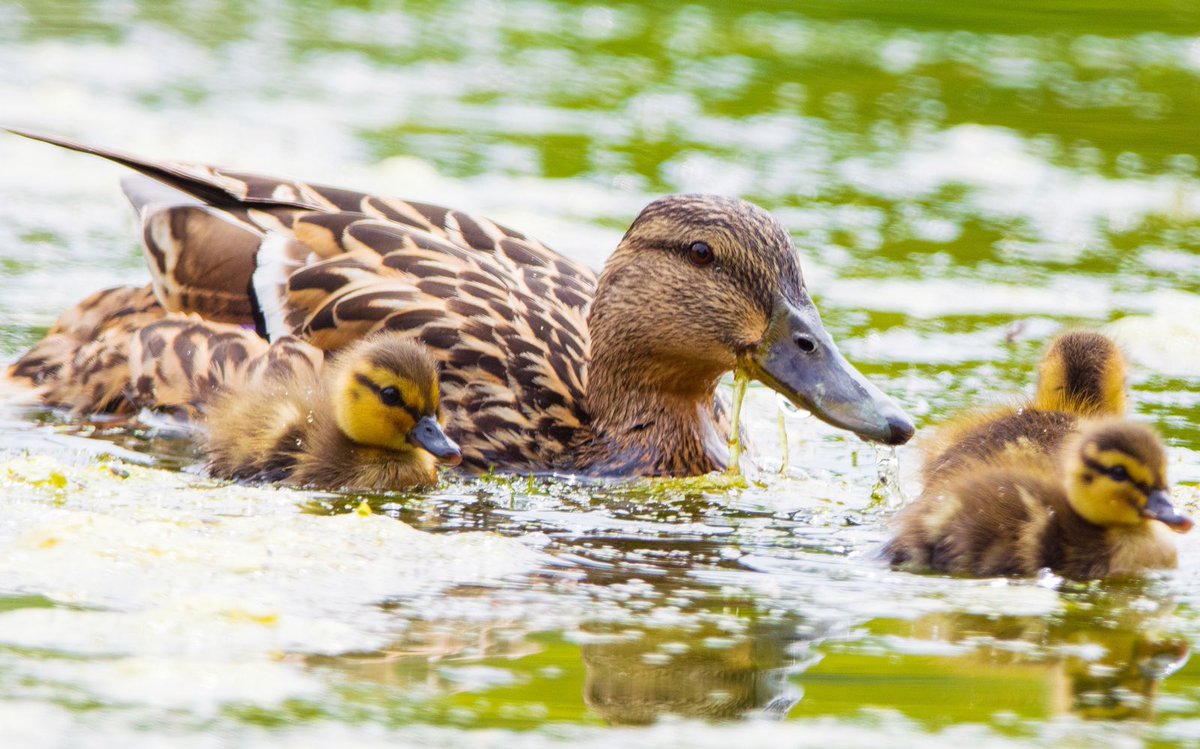 RSPB_Stockport's tweet photo. 🦆 Marveling at the ducks &amp; geese of #ReddishValeCountryPark! 

Kudos to the captivating shots taken in May by @JonathanADodds 

Nature's elegance captured! 🍃📸

 #DuckDelight #gooseygander https://t.co/0fOlYW6Sei