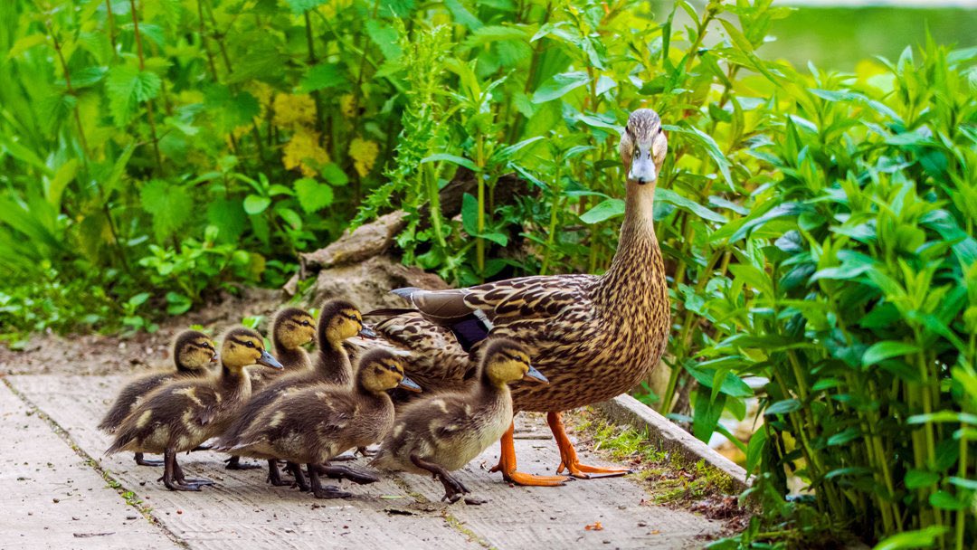 RSPB_Stockport's tweet photo. 🦆 Marveling at the ducks &amp; geese of #ReddishValeCountryPark! 

Kudos to the captivating shots taken in May by @JonathanADodds 

Nature's elegance captured! 🍃📸

 #DuckDelight #gooseygander https://t.co/0fOlYW6Sei