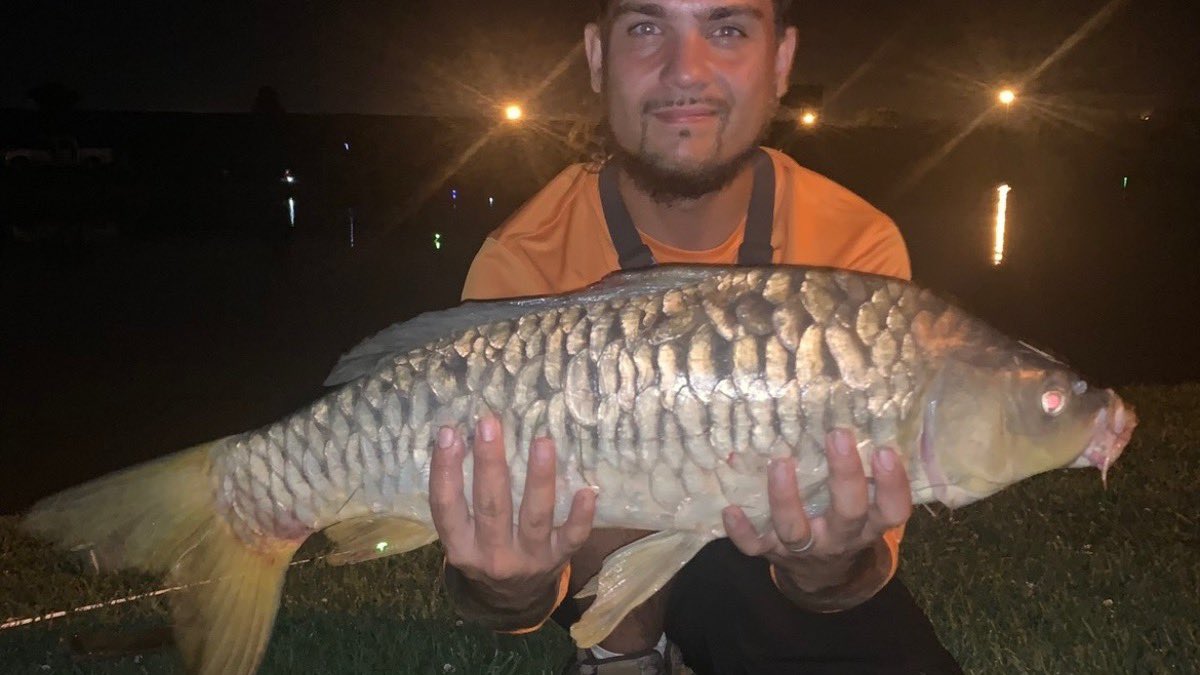 fishingselfmade's tweet photo. Nice beast I caught awhile back on a corn pack bait we made! 
.
.
#SelfMadeFishingTV #addictedtofishin #tightlines #fishingislife #fishingpics #fishingpicoftheday #fishingvideos #family #catchfishnotcorona #catchandrelease #carpfishing #carp #bigfish #mirrorcarp #kyfishing #fish https://t.co/fwE26vvUDi