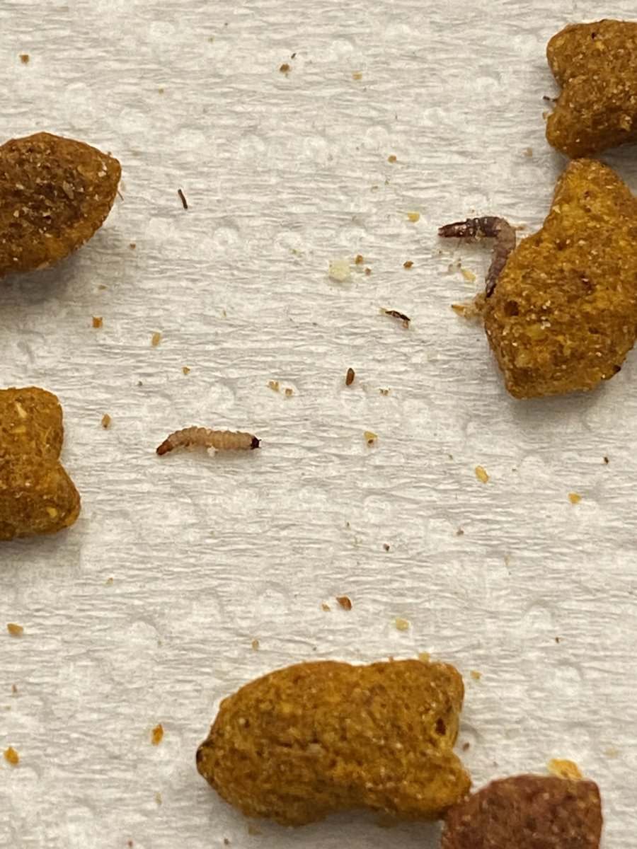 joshsona's tweet photo. The whole bag is filled with these larvae, worms and bugs.

It’s a shame how a well known brand can be negligent.
After all it’s food for our beloved pets.

They should recall or ban the brand/product.

@WhiskasIndia @amazonIN @whiskas_uk @WhiskasAU @amazon https://t.co/8RiiDPgZwf