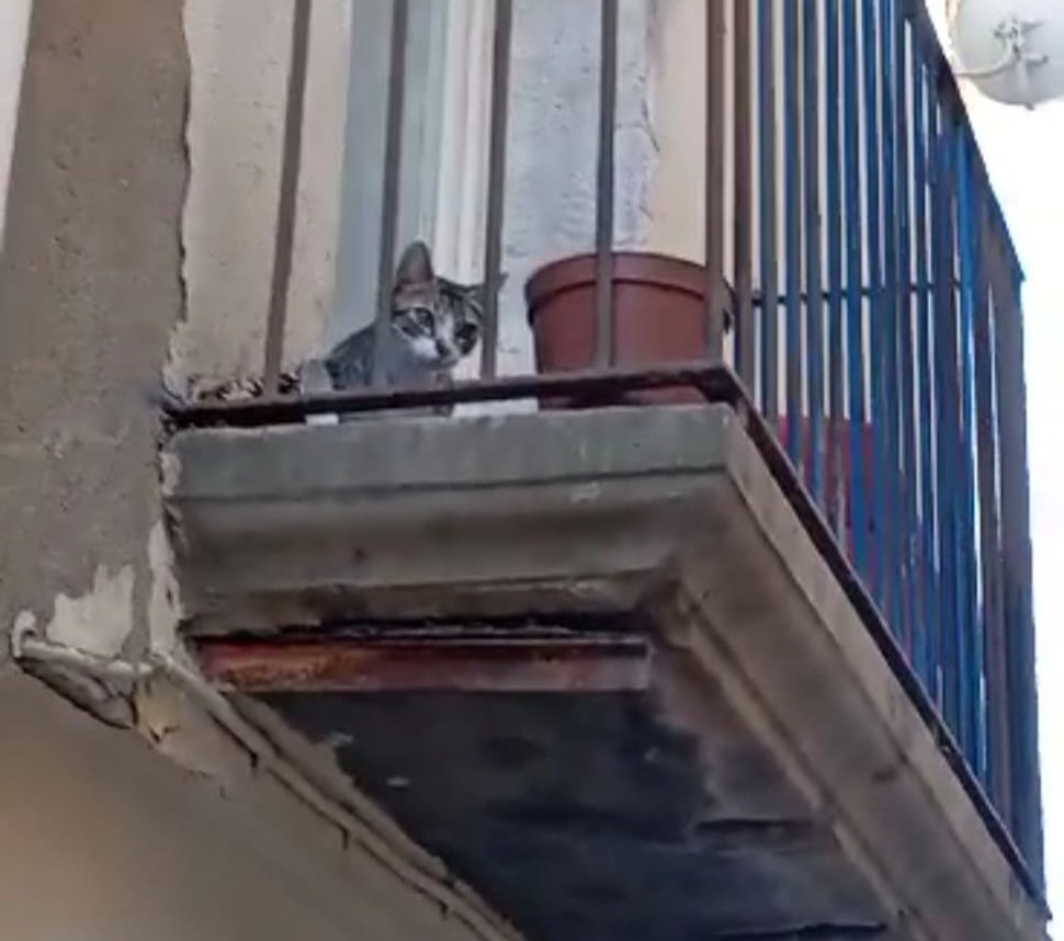 Solopar53137293's tweet image. #URGENT #Pons #Lleida La Tai és una gateta jove d'un any i poc. El seu humà va morir i ningú pot fer-se càrrec d'ella. Una veïna l'alimenta. Busquen #adopcio  Es passa el dia al balcó 😢 esperant-lo Contacte ☎️ 699310969 #XarxaBarcelonaAdopcions #XarxaCatalunyaAdopcions #FemXarxa