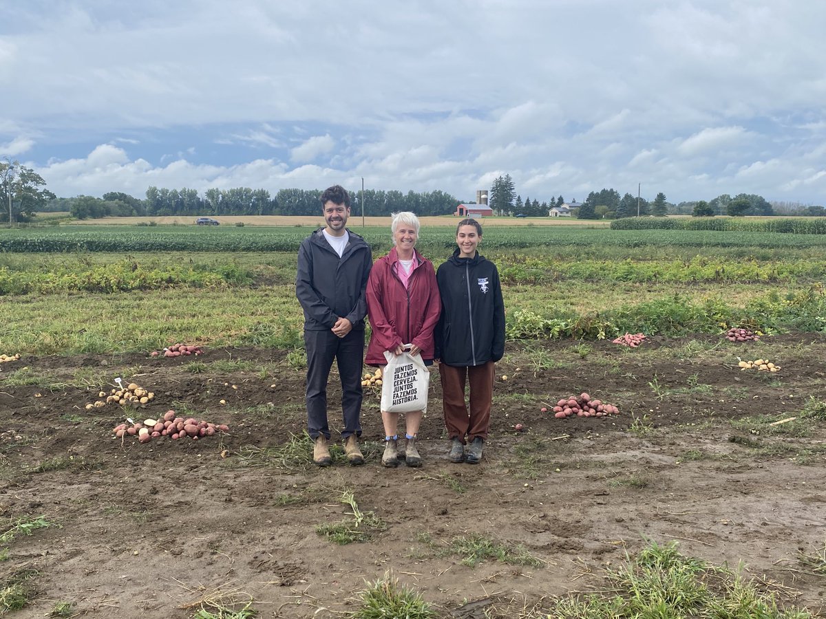 The potato team, led by Vanessa Currie ⁦<a href="/GuelphPotato/">Vanessa Currie</a>,⁩ displaying our variety testing trials in Elora for the Potato Field Day.
