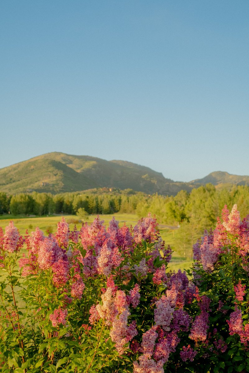 AlexKittoe's tweet photo. Summertime in Colorado https://t.co/xiUa2fdCdx