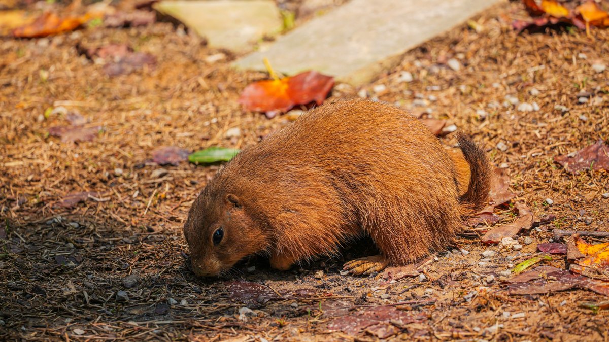 MemphisZoo's tweet photo. Did you notice our prairie dogs are back on exhibit? Take a stroll over to our Farm to check them out! They're just as cute in person! #memphiszoo #zoo #prairiedogs #onceuponafarm #cute https://t.co/d6abwMHbvi