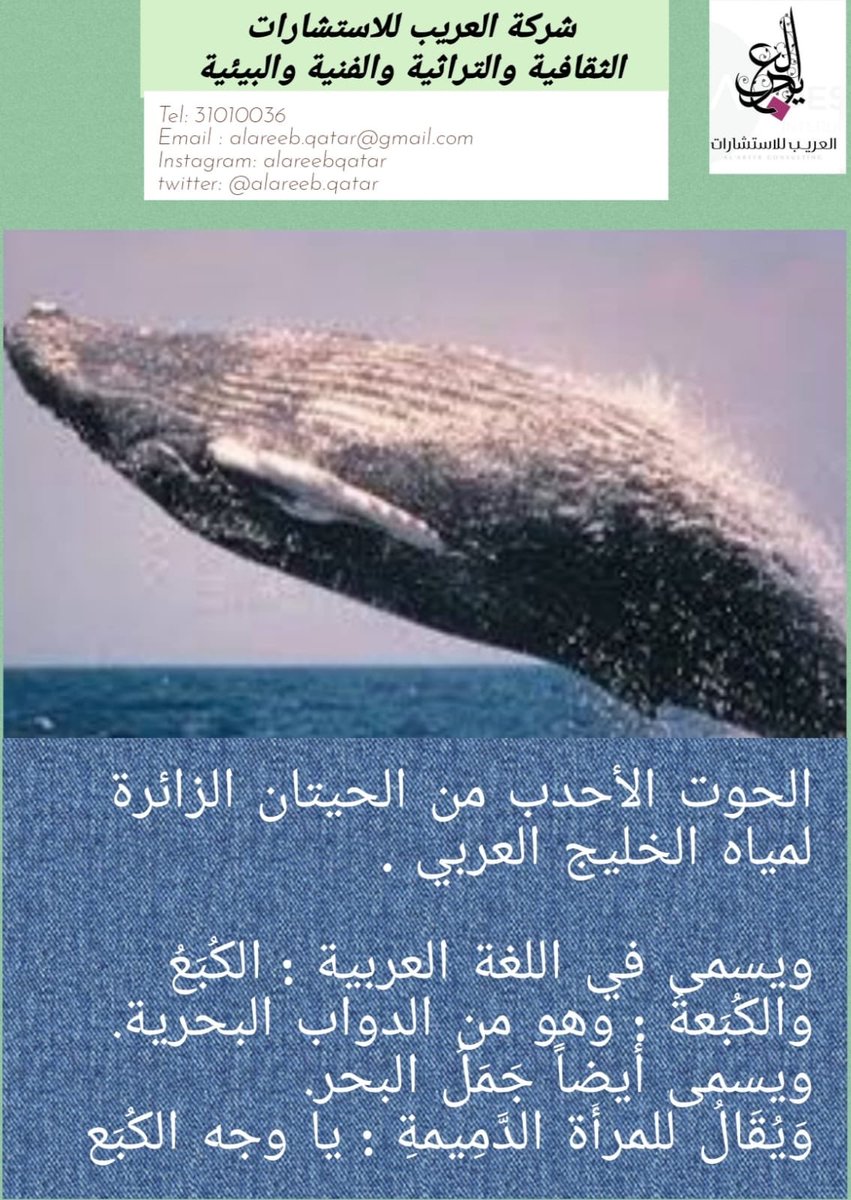 العريب للاستشارات tweet media