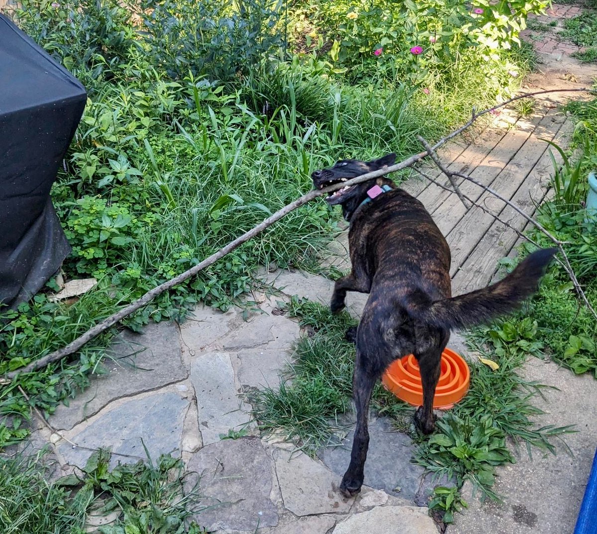 leadwithfundogs's tweet image. You can use more than a clicker to tell your dog they did something correctly. instagram.com/reel/CwK5zyNta…