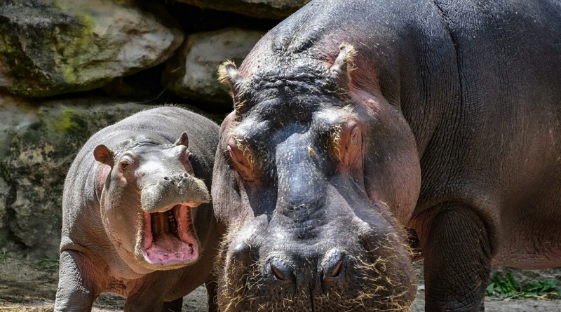 VTV CANAL 8 tweet media