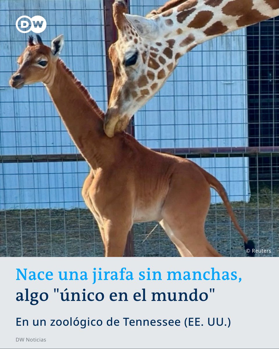 DW Español tweet media