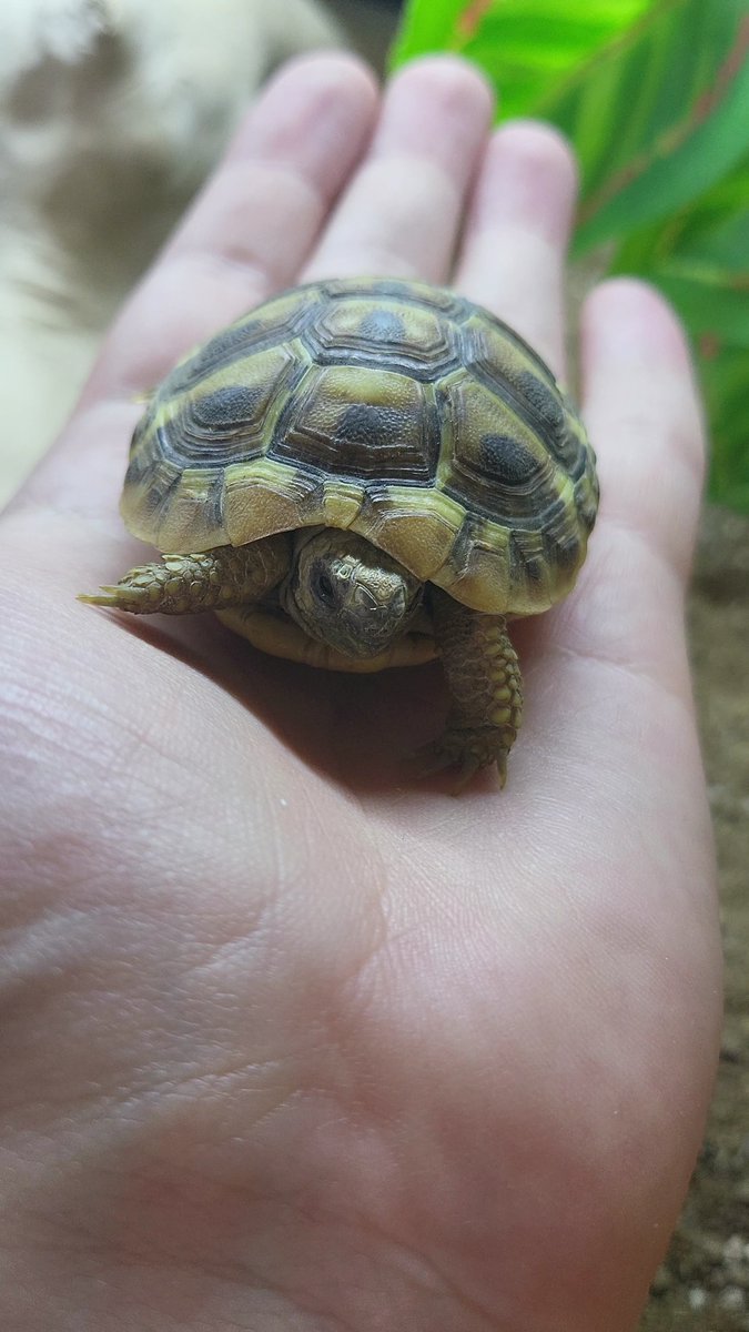 Our beautiful little Hermanns Tortoises! These guys are just too cute!

For more information please contact one of our store team on 01604 753823 ext 2📲
5-Star Animal license no: AWL0025⭐⭐⭐⭐⭐