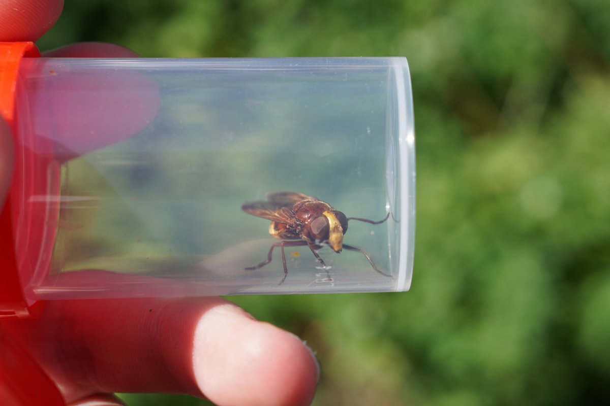 CentreBraunton's tweet photo. We had a great time on our bee walk with Debbie this afternoon! 🐝
If you didn't manage to join us this time, look out for next month's walk!
#connect2nature #bees #wildlifewalk https://t.co/6M8n3udDfS