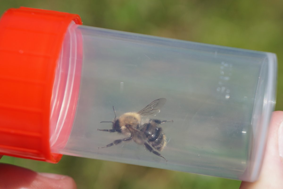 CentreBraunton's tweet photo. We had a great time on our bee walk with Debbie this afternoon! 🐝
If you didn't manage to join us this time, look out for next month's walk!
#connect2nature #bees #wildlifewalk https://t.co/6M8n3udDfS