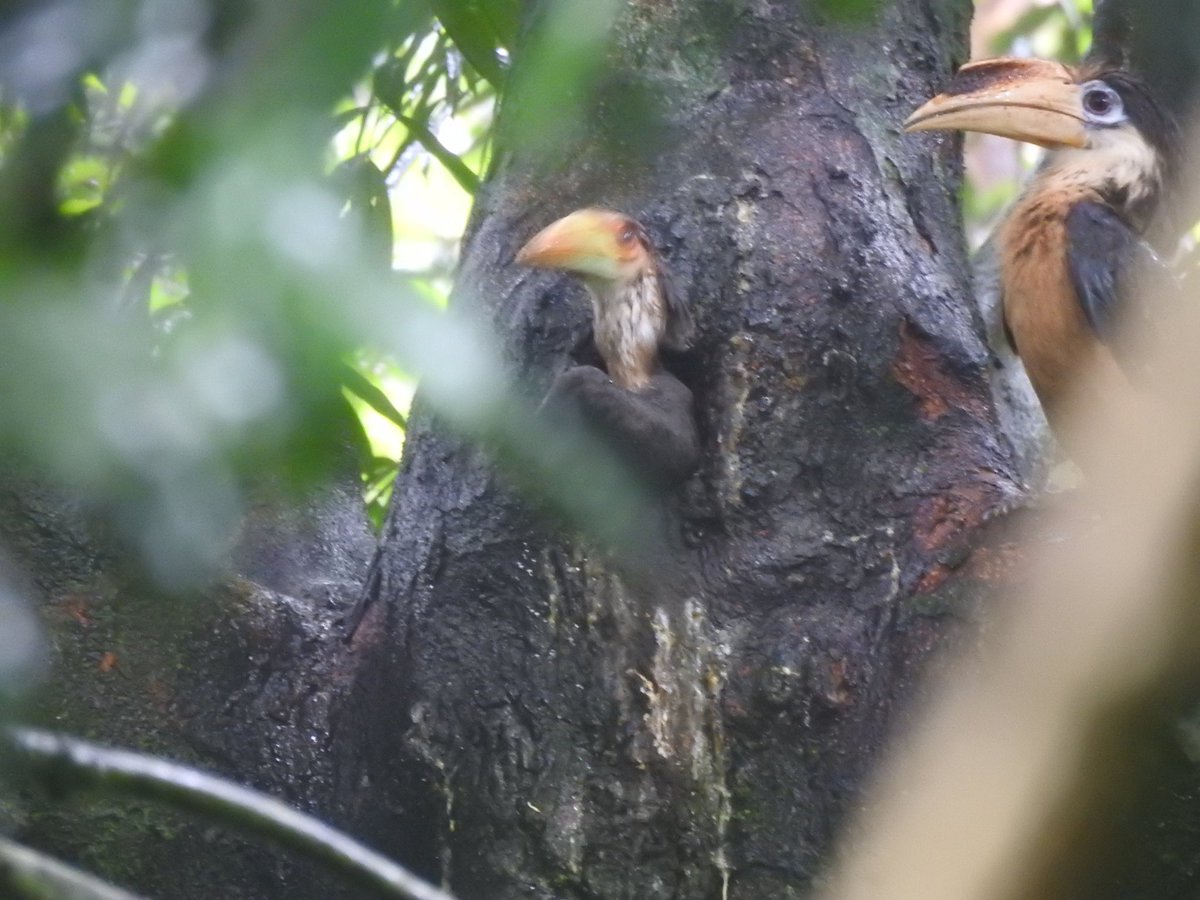 BhaskarJ_Bora's tweet photo. A Brown hornbill chick trying to break free from the nest, after being born in a state of incarceration. The chick hesitant initially but finally took a leap of faith and its first flight. Flew off to a nearby Mesua ferrea (Nahor) tree, under the watchful eyes of his/her father. https://t.co/t4QcieotTr