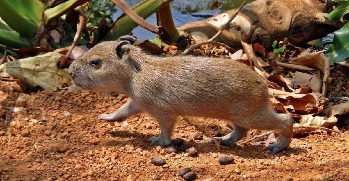 CAPYBARA_MAN's tweet photo. little guy but a big stepper https://t.co/qR8RgHoRzD