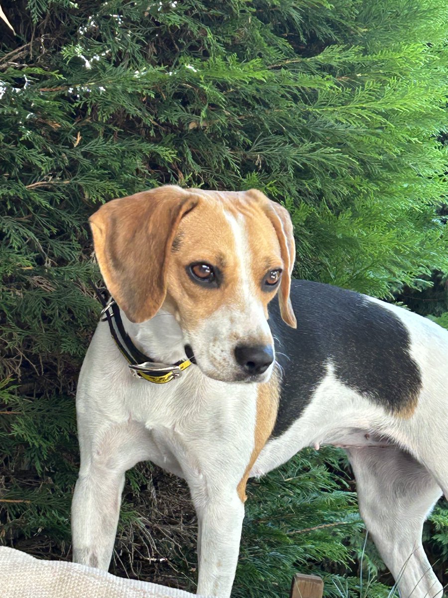 Margaret Burnside (@margaretburnsid) on Twitter photo We’ve added to our family, back to two dogs, we’ve adopted another from <a href="/DogsTrust/">Dogs Trust 💛🐶</a> - meet Tiana (and Roxy!) We’ve added to our family, back to two dogs, we’ve adopted another from <a href="/DogsTrust/">Dogs Trust 💛🐶</a> - meet Tiana (and Roxy!)