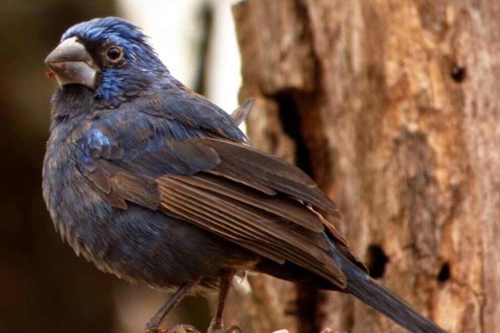 CompCba's tweet photo. 🐦 Policía Ambiental rescató 21 aves en dos viviendas de Charbonier. Entre las especies había reinamoras, reyes del bosque, piquitos diamante, jilgueros, soldaditos, brasitas y loros; más jaulas y tramperos. Los ejemplares realizarán la cuarentena en la Reserva #TatúCarreta. https://t.co/zHOdugYaDJ