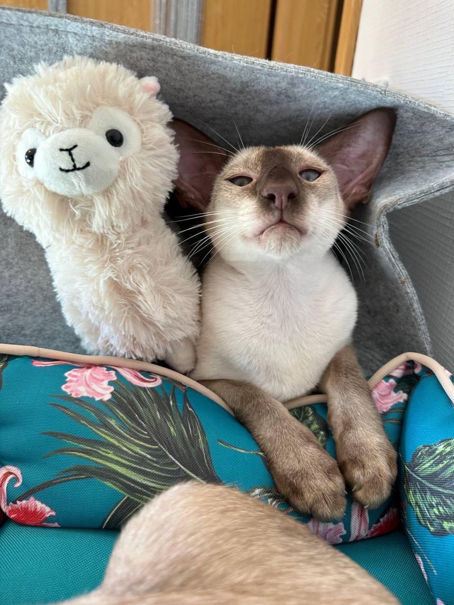 Lfasub's tweet photo. Photo for good mood. Personally, this cute face makes me smile 💖😊💖 https://t.co/77QJjUQLWF