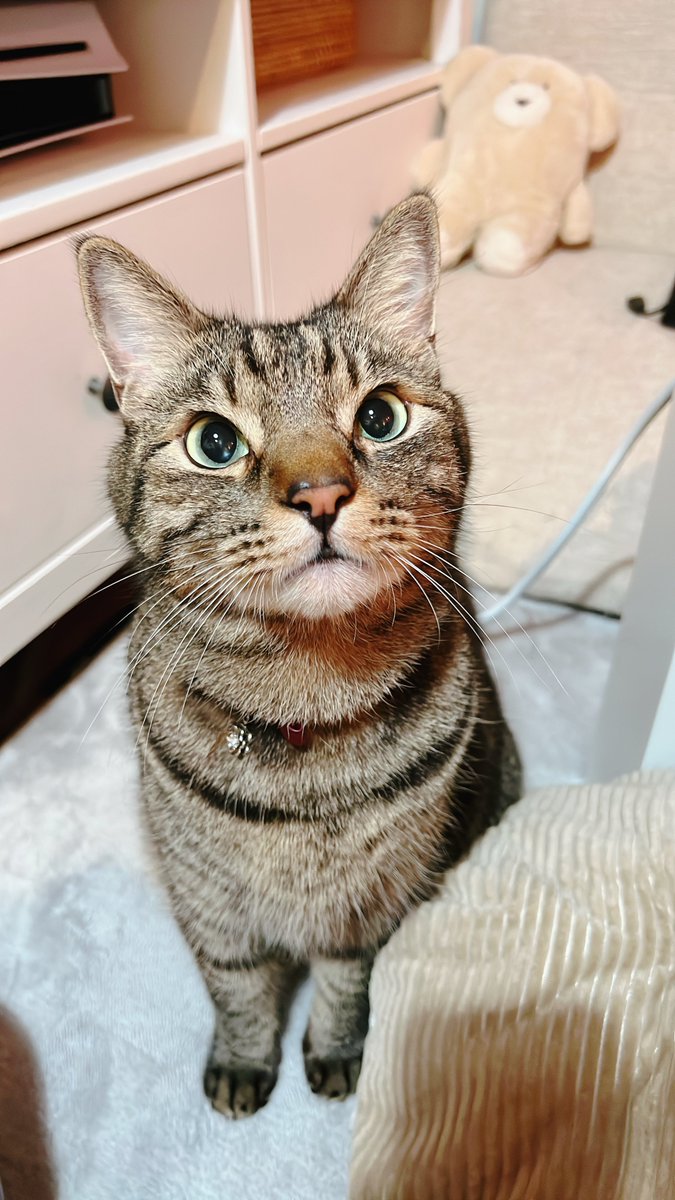 BellNakimushi's tweet photo. パンを食べたいちゃん https://t.co/ImLSdJourG