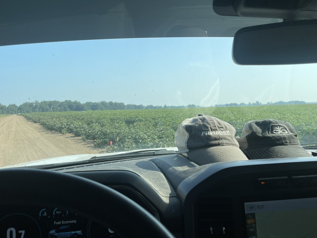 TriCropAgronomy's tweet photo. #WindshieldWednesday. I’m evaluating a #PhytoGen cotton trial in Quitman County, Mississippi. Loaded down and making pounds. Won’t be long now until we see the #whitegold of Mississippi. @PhytoGenCotton https://t.co/NNJkTtdFHD