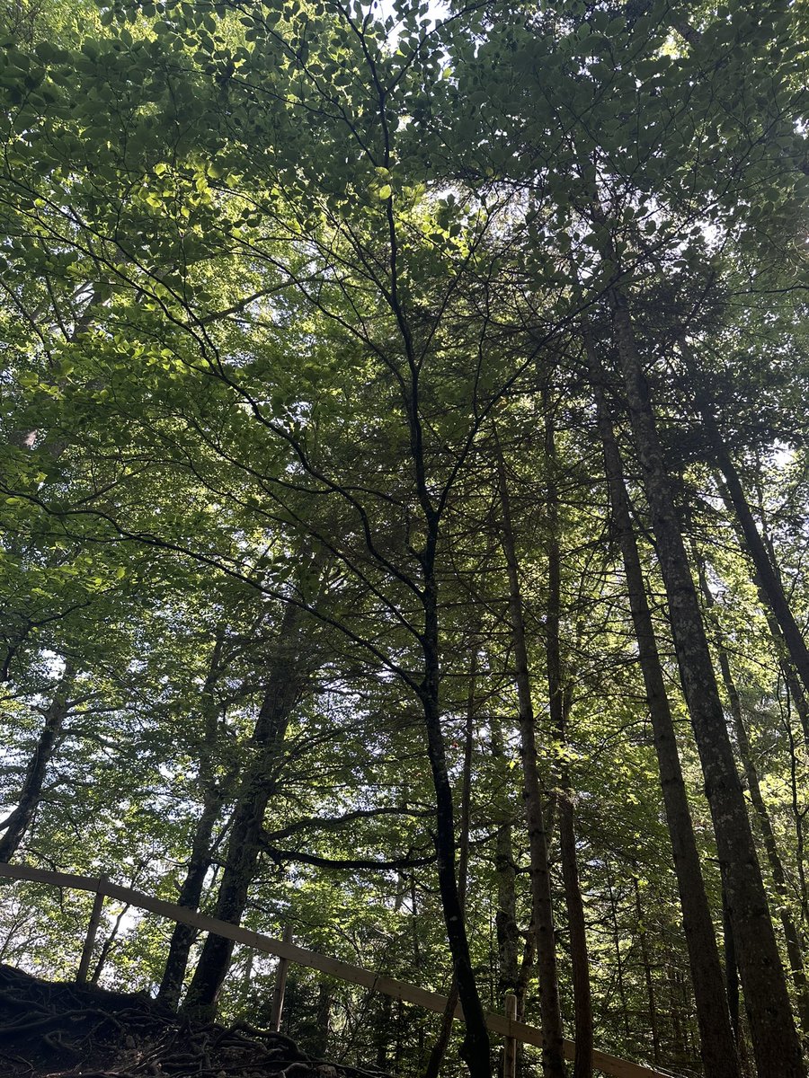 SharonMacleay's tweet photo. #Treecop Lots of trees here at Neuschwanstein Castle, Bavaria β€οΈ https://t.co/YpjFTHjWnQ