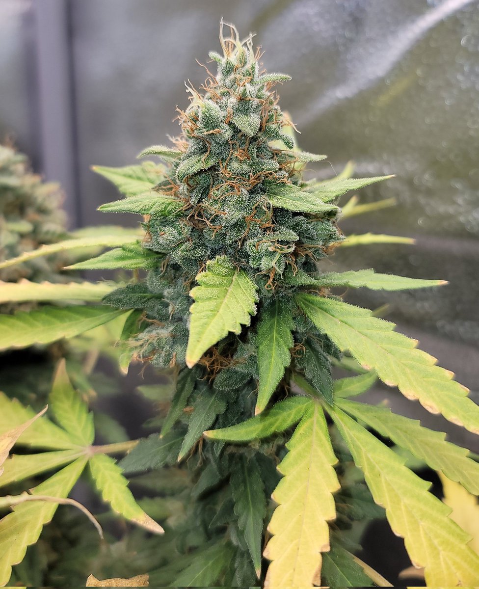 Jram 👽 tweet media