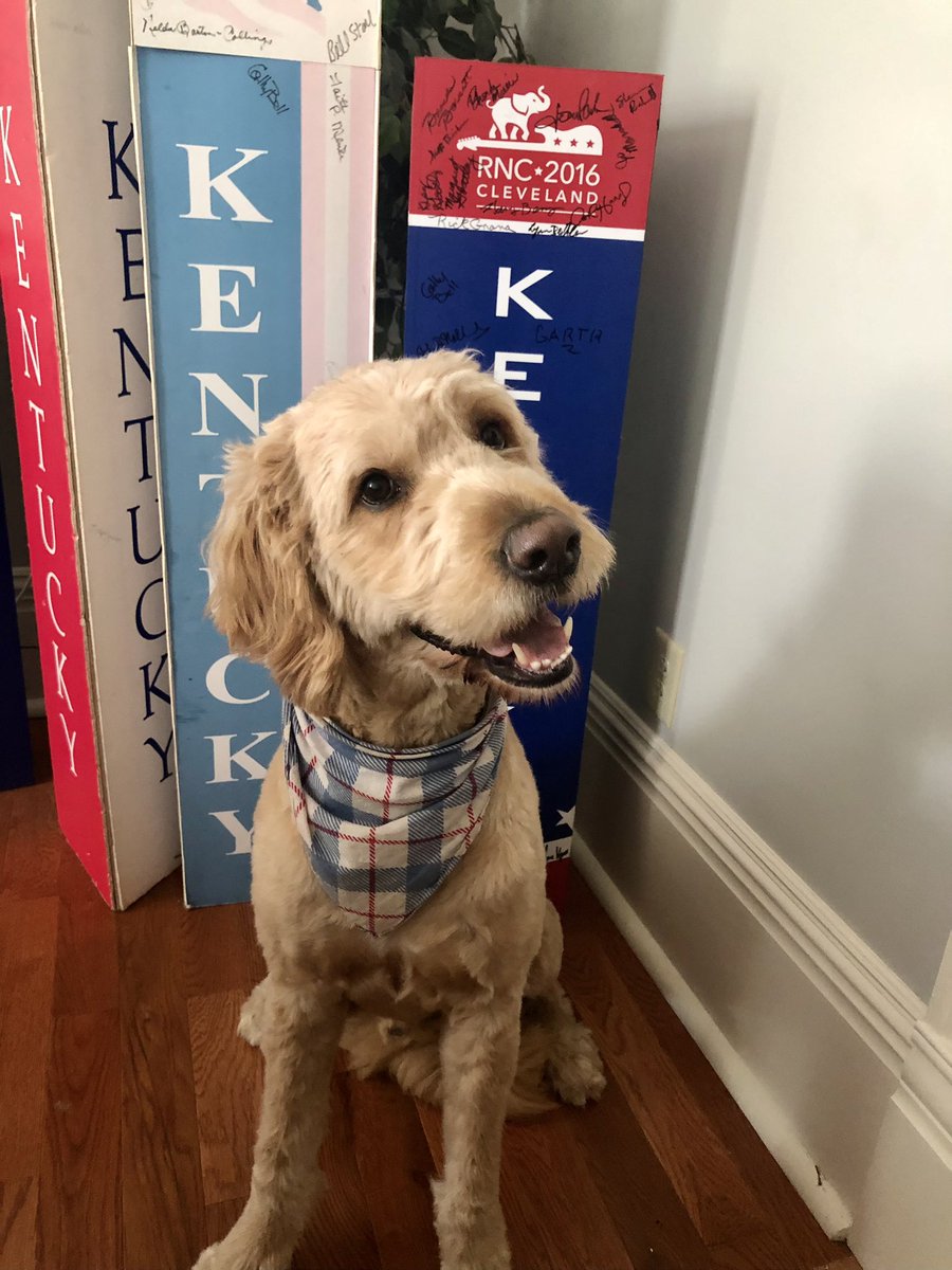 BittersGOP's tweet photo. Bourbon is putting in some campaign work today at @KYGOP!! #dogsfordanielcameron https://t.co/7YMJjyfyNU