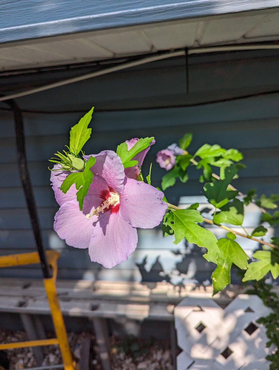 Wild flower (volunteer) in my backyard