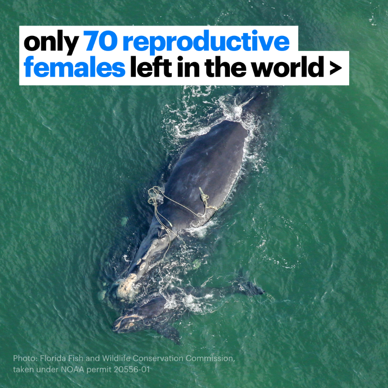 IFAWUK's tweet photo. Around 350 North Atlantic right whales remain in the ocean; every individual matters for the survival of this critically endangered species. 

Sign our petition now to protect North Atlantic right whales. 🐋✍️