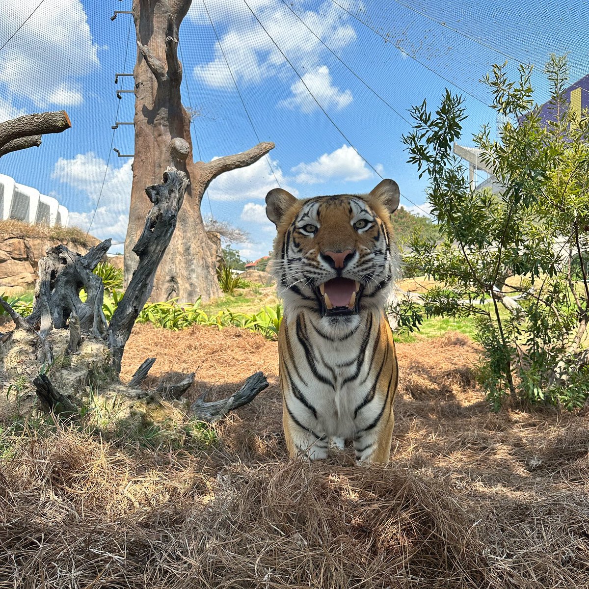 Welcome back to campus, Tigers! Have a great semester!