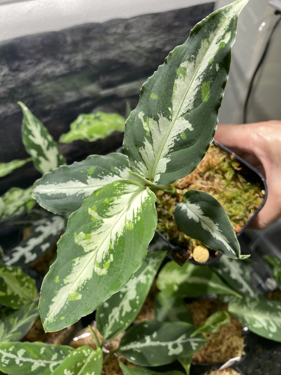 Aglaonema3636's tweet image. 札幌で観測史上最高気温36.3℃を記録 記念😁
Aglaonema pictum “Susukino Spot” from Aceh Selatan【AZ0316-1a】 

道民の冬の雪耐性はLV100くらいなら暑さ耐性はおそらくLV3くらい…笑

#nativeforest
#アグラオネマ　#Aglaonema
#ホマロメナ　#Homalomena