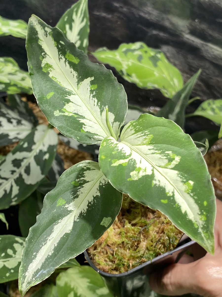 Aglaonema3636's tweet image. 札幌で観測史上最高気温36.3℃を記録 記念😁
Aglaonema pictum “Susukino Spot” from Aceh Selatan【AZ0316-1a】 

道民の冬の雪耐性はLV100くらいなら暑さ耐性はおそらくLV3くらい…笑

#nativeforest
#アグラオネマ　#Aglaonema
#ホマロメナ　#Homalomena